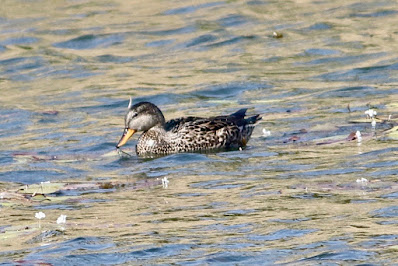 Gadwall