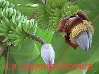 La Leyenda Morada