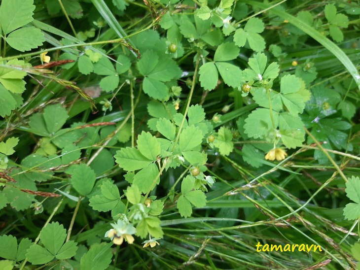 Лапчатка стозёрнышковая (Potentilla centigrana)