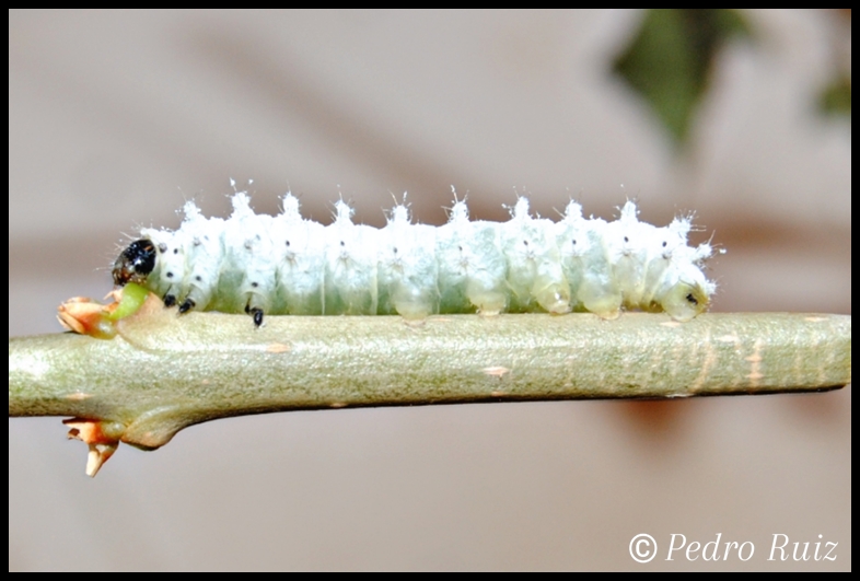 Larva L3 de Samia ricini a los 16 dias