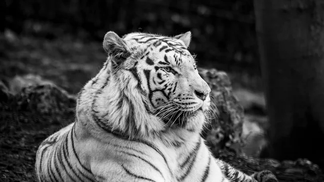 White Bengal Tiger Big Predator