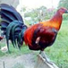 View album