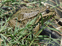 Rana común (Pelophylax perezi)