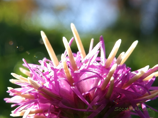 Cirsium oligophyllum