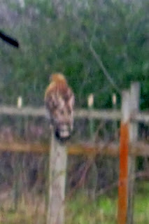 Red Shouldered Hawk hunting in front pasture at heartsongfarm.blogspot.com