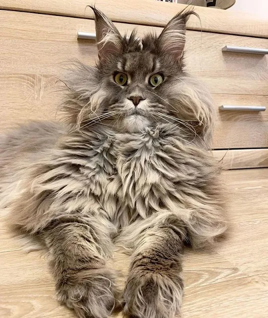 Maine Coon gets 10/10 for the shaggy coat requirement of the breed standard