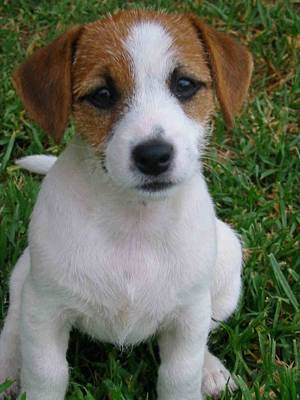 Jack Russell Terrier Puppies