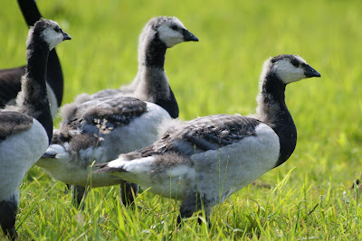 Brandgans - Paugoes - Branta leucopsis