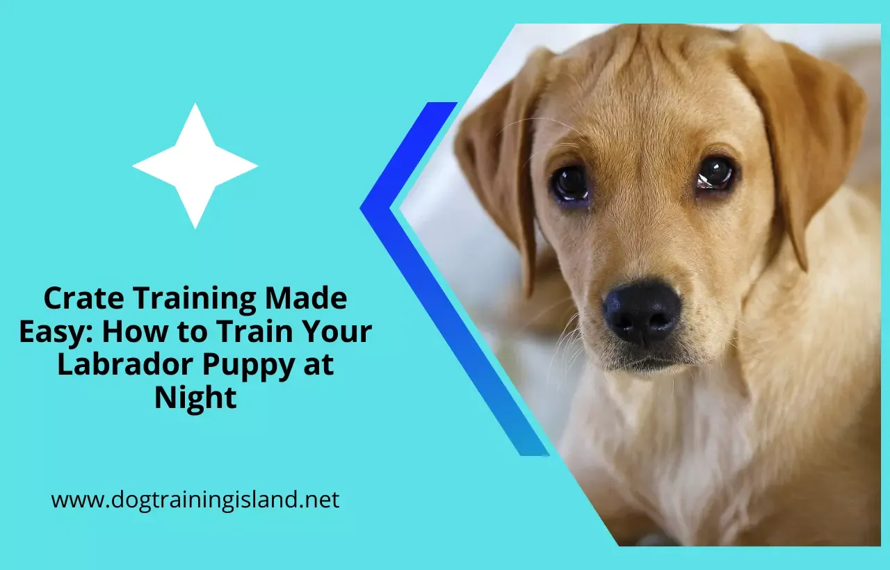 Crate Training a Lab Puppy at Night