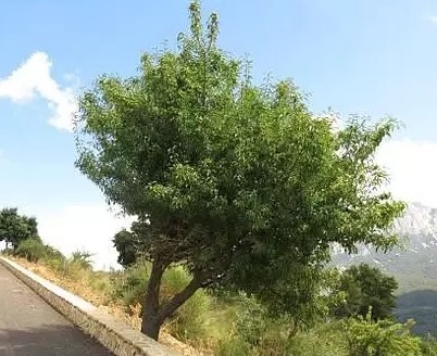 Груша кастрибонская (Pyrus castribonensis)