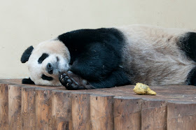 Giant pandas in the UK