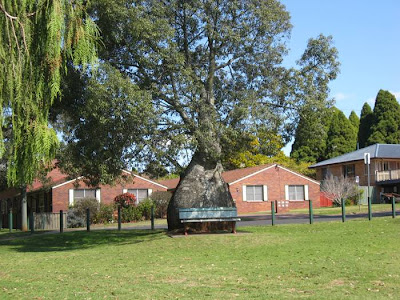 The Queensland Bottle Tree (Brachychiton rupestris) originally classified in the family Sterculiaceae, which is now within Malvaceae, is native of Queensland, Australia. Its grossly swollen trunk gives it a remarkable appearance and gives rise to the name. As a succulent, drought-deciduous tree, it is tolerant of a range of various soils, and temperatures.