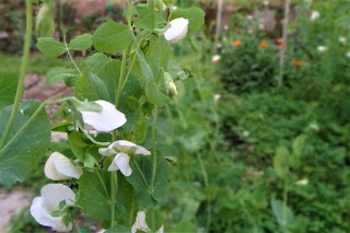 foto fiori di pisello orto