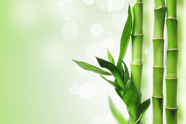 Kisah Perjuangan Pohon  Bambu  Kisah Motivasi Hidup