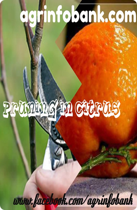 PRUNING IN CITRUS