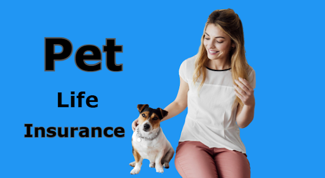 The Importance of Pet Life Insurance