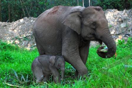 Mengenal Hewan dan Tumbuhan Nama Ilmiah Gajah Sumatera