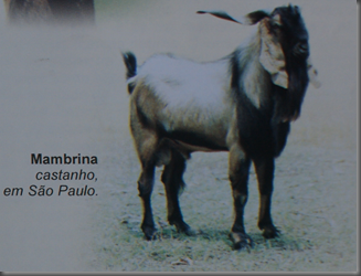 Mambrina