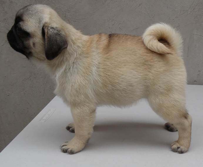 Criadero Pug Vaztor Como Elegir Un Cachorro Pug