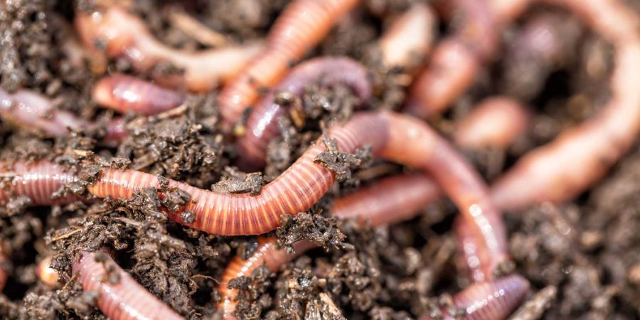 How to Increase the Number of Earthworms in Your Garden Soil?
