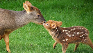 Pudu