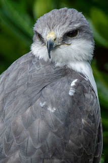 Naturfotografie Adlerwarte Berlebeck Adler Falke Geier Olaf Kerber