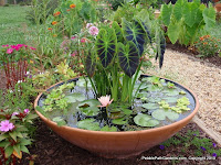 Container water garden ideas Unseen pictures 4 You