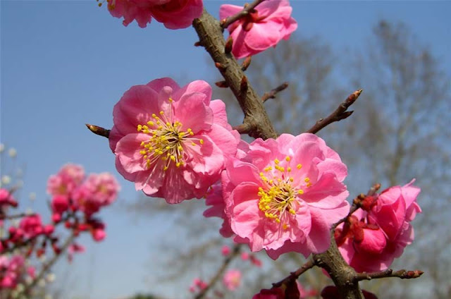 Plum Flowers