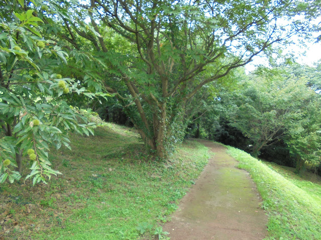 弥生の森の遊歩道