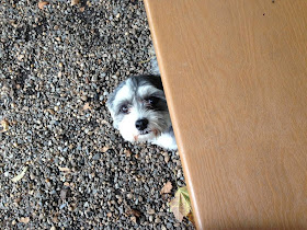Cute dogs - part 11 (50 pics), cute dog hides under the table