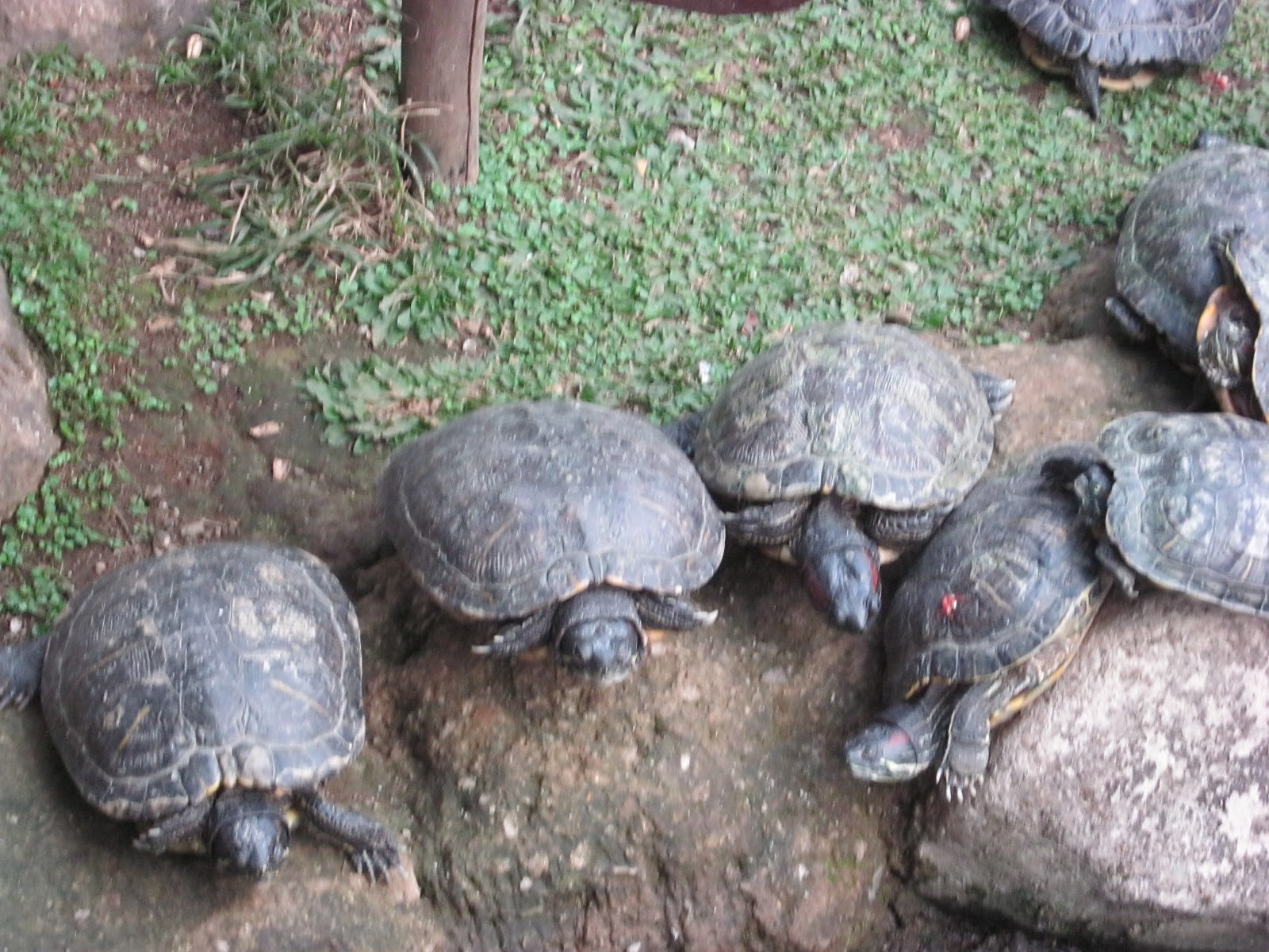 Penyebaran Fauna  Australis  di Indonesia Media 