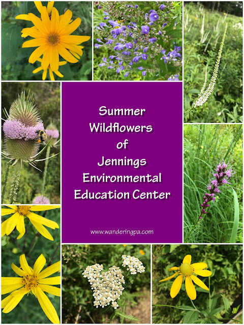 Summer wildflowers of the Jennings Environmental Education Center www.wanderingpa.com
