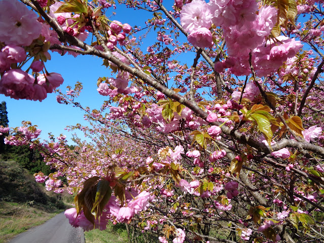 マウンテンストリームきしもとの牡丹桜