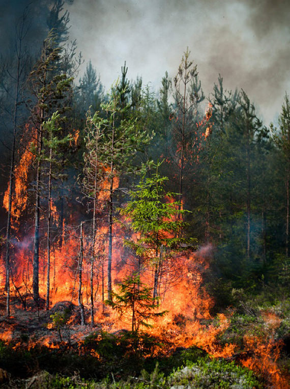Ulala Gambar  Kebakaran Hutan Yang Sangat Mengagumkan