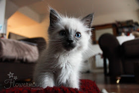 Ragdoll kitten