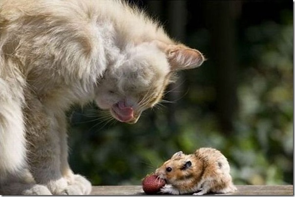 Gato e rato frente a frente