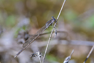 caballito-del-diablo-de-invierno-sympecma-fusca-macho