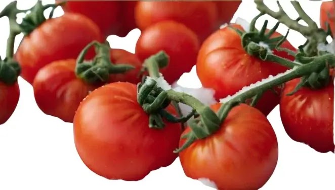 Embracing Winter Tomatoes in Your Kitchen
