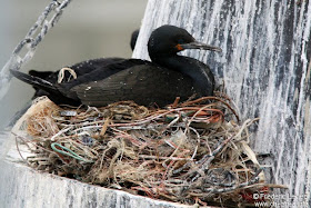 cormoran del cabo Phalacrocorax capensis