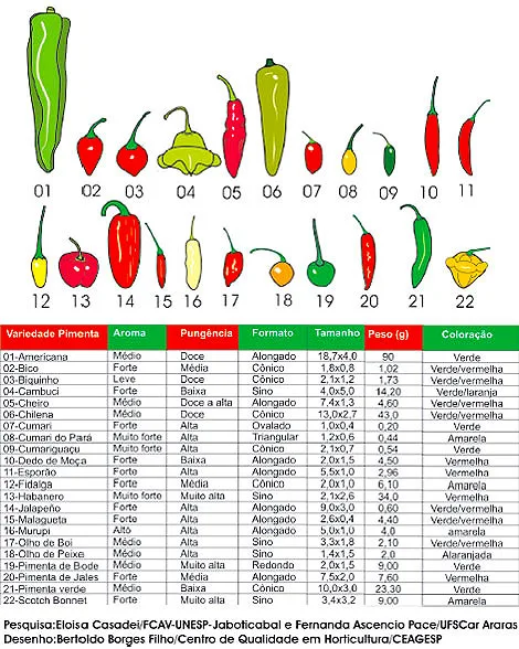 Ilustração: tipos de pimentas