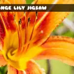 8B Orange Lily Jigsaw