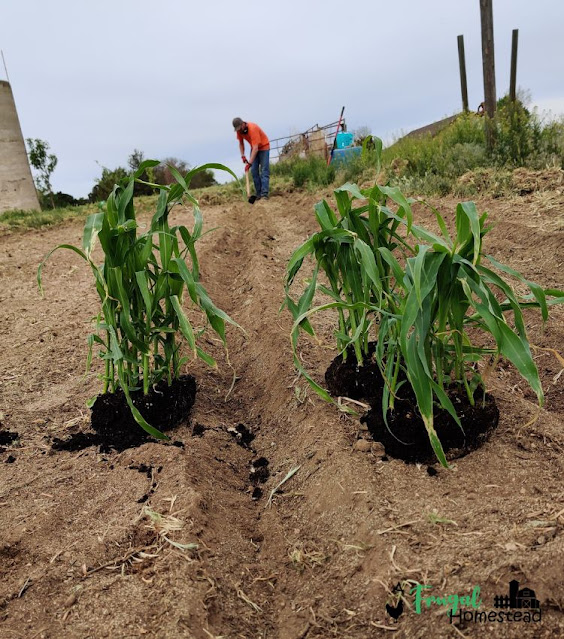 how to plant corn from seed