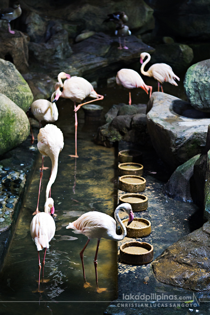 Underwater World Langkawi Flamingo Cenang Malaysia