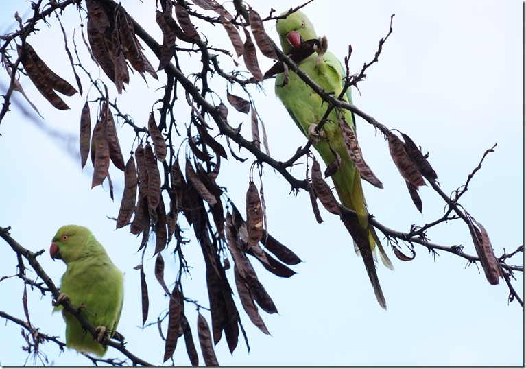 paris parrots111815 00002