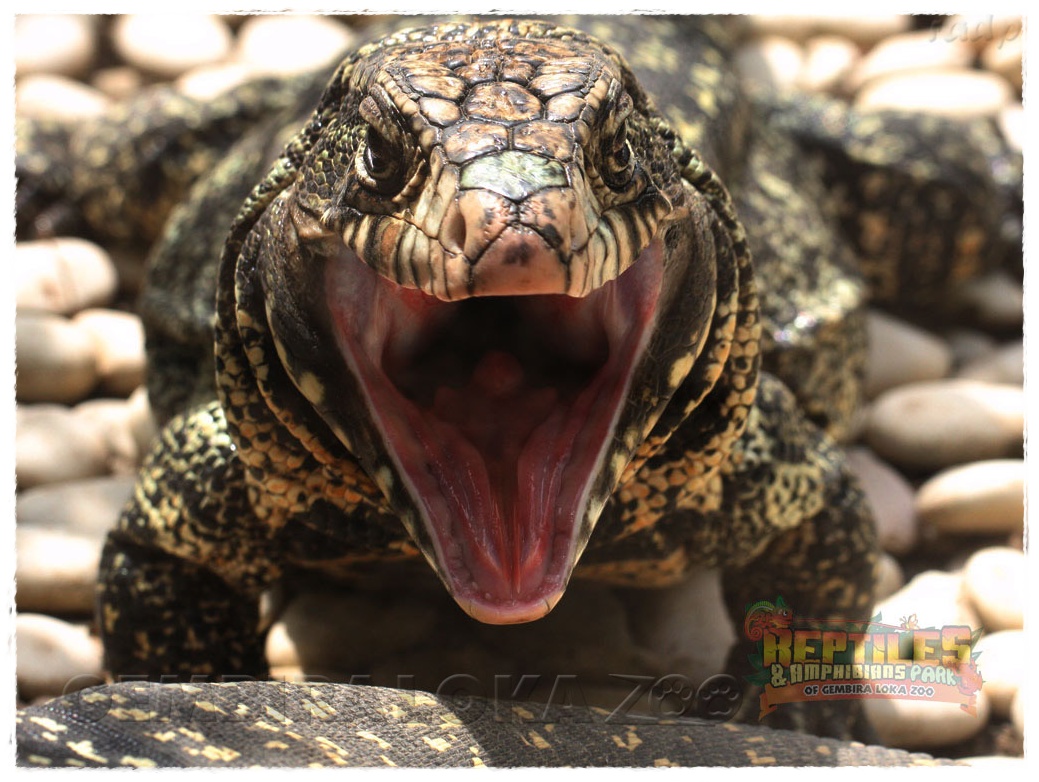  Gambar  Biawak Dunia Binatang