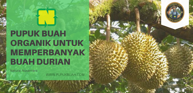 PUPUK BUAH - Pupuk Buah Organik Untuk Memperbanyak Buah Durian 083116678585