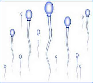 sperm hücreleri