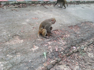 monkey in safari park