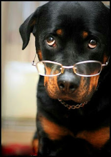 Rottweiler intelligene