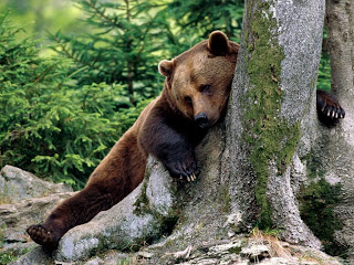 Brown Bear Wallpaper